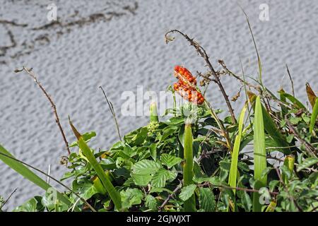 Les plantes à flanc de falaise se sont fixées sur un fond de plage de sable fin à Portwrinkle, sur la péninsule de Rame, dans les Cornouailles. Banque D'Images