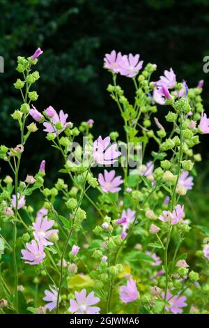 Althaea officinalis, ou fleurs de mash-malow sur fond vert de prairie Banque D'Images