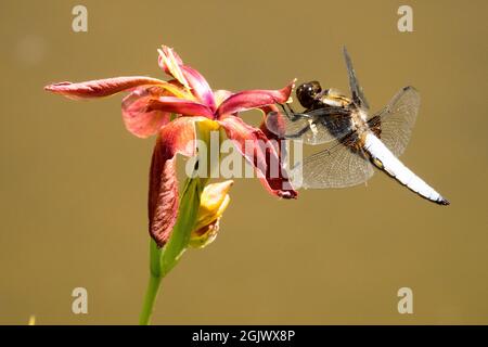 Libellula depressa perchée sur une fleur Dragonfly Banque D'Images