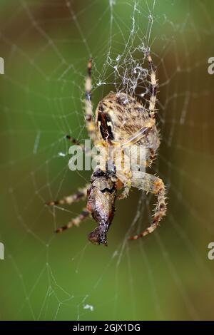 L'araignée de jardin Araneus diadematus se nourrissant de proies Banque D'Images