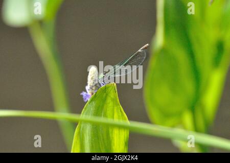 Weibchen der gebänderten Prachtlibelle (Calopteryx splendens) am Gartenteich im Sommer. - femelle de la demoiselle à bandes (Calopteryx splendens) au Th Banque D'Images