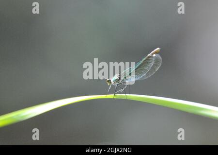 Weibchen der gebänderten Prachtlibelle (Calopteryx splendens) am Gartenteich im Sommer. - femelle de la demoiselle à bandes (Calopteryx splendens) au Th Banque D'Images