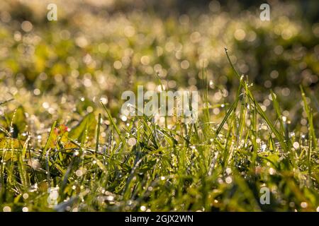 Frais tôt le matin dans le champ.Herbe verte avec des gouttes de rosée et de lumière du soleil.Réel est beau. Banque D'Images