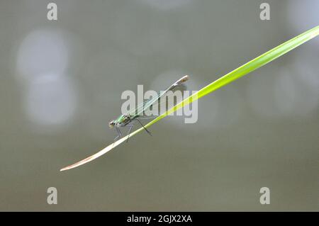 Weibchen der gebänderten Prachtlibelle (Calopteryx splendens) am Gartenteich im Sommer. - femelle de la demoiselle à bandes (Calopteryx splendens) au Th Banque D'Images