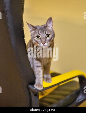 Gros plan portrait d'un jeune chat gris mongrel assis sur une chaise de bureau regardant la caméra Banque D'Images