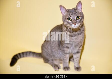 Gros plan portrait d'un jeune chat gris mongrel assis en studio regardant l'appareil photo Banque D'Images