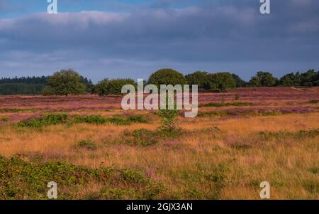 Floraison de bruyère au lever du soleil à Blaricummerheide, pays-Bas Banque D'Images