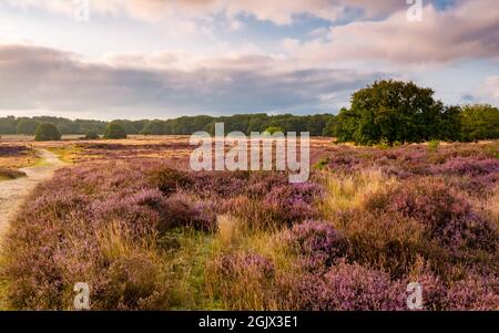 Floraison de bruyère au lever du soleil à Blaricummerheide, pays-Bas Banque D'Images