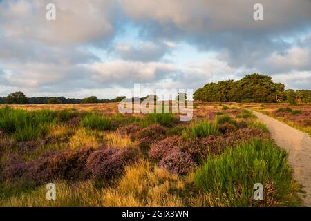 Floraison de bruyère au lever du soleil à Blaricummerheide, pays-Bas Banque D'Images