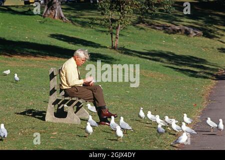 Australie. Sydney. Homme sur un banc de parc nourrissant des mouettes. Banque D'Images