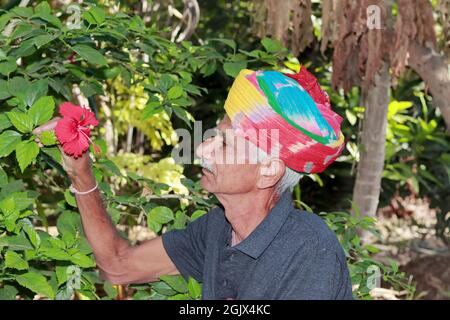 Vue rapprochée d'un fermier indien âgé ravi de voir une fleur d'hibiscus rouge fleurir dans le jardin, turban coloré attaché sur la tête acco Banque D'Images