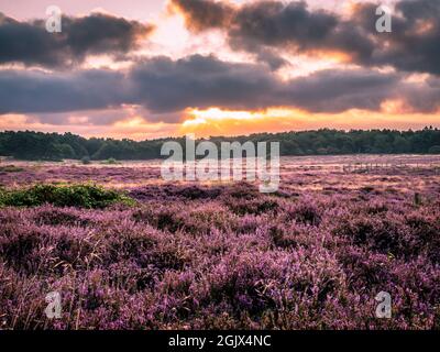 Floraison de bruyère au lever du soleil à Blaricummerheide, pays-Bas Banque D'Images