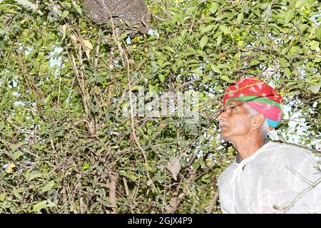 Gros plan photo d'un agriculteur indien âgé portant un turban coloré sur sa tête, souriant en se tenant dans le champ, regardant le nid d'abeilles Banque D'Images