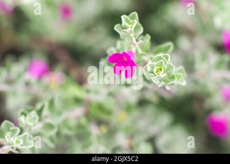 Gros plan de fleurs sur un sauge pourpre de Blossom, Texas Ranger, Silverleaf ou plante de frêne Leucophyllum frutescent, un arbuste à feuilles persistantes natif de l'état de Banque D'Images