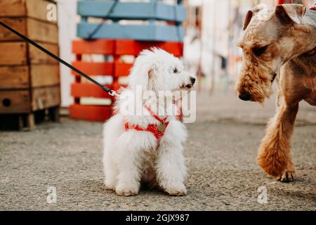 Un petit lapdog blanc avec une laisse rouge accueille un chien brun adulte. Spectacle de chiens et marché de chiens dans la ville Banque D'Images
