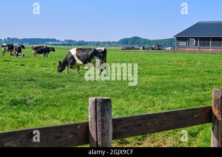 Les pays-Bas, sep 8,2021-vaches en pâturage avec ferme en arrière-plan. Le gouvernement néerlandais veut exproprier les agriculteurs pour réduire le bétail afin de résoudre le problème Banque D'Images