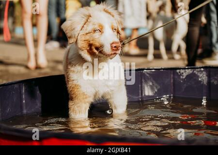 un chiot berger australien aux yeux bleus se baigne dans une piscine pour chiens lors d'une chaude journée d'été. Espace acceptant les animaux Banque D'Images