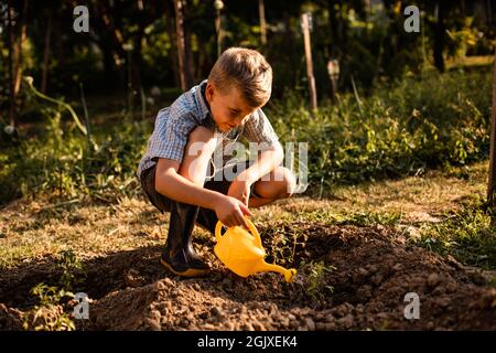 Un écolier arrosoir des plants de tomates dans le jardin Banque D'Images