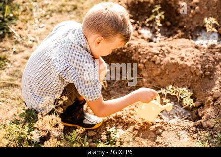 Un écolier arrosoir des plants de tomates dans le jardin. Aider les enfants et s'amuser les jours chauds d'été. Banque D'Images