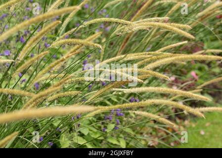 Superbe image de gros plan de l'herbe ornementale de l'herbe de plume africaine Pennisetum Macrorum dans le paysage de jardin de pays anglais en utilisant la mise au point sélective Banque D'Images