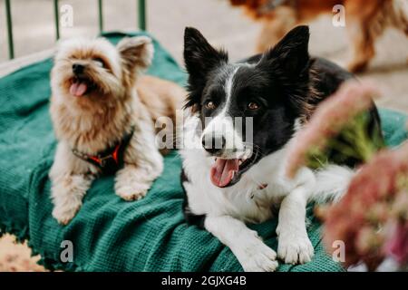 Border Collie et Yorkshire Terrier reposent sur un transat vert. Zone de refroidissement pour les animaux dans l'espace urbain pour les événements. Dogmarket Banque D'Images