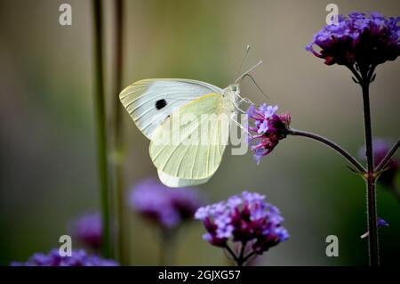 Grand papillon blanc (Pieris brassicae) sur la fleur de verveine Banque D'Images