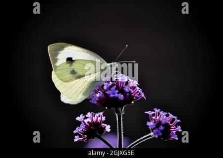 Grand papillon blanc (Pieris brassicae) sur une fleur de verveine bonariensis à fond noir/foncé Banque D'Images