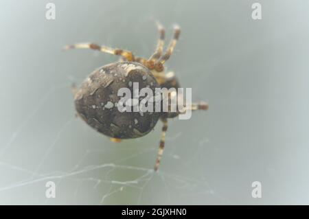 Araignée de jardin - Araneus diadematus dans son web.Les marquages sur son corps sont clairement visibles Banque D'Images