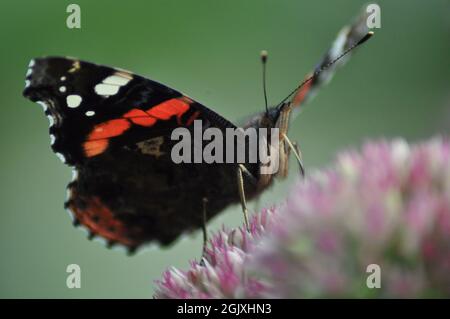 L'amiral rouge Butterfly (Vanessa atalanta) assis sur une plante de sedum - septembre. Banque D'Images