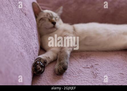 Chaton coloré dormant sur une couverture souple Banque D'Images