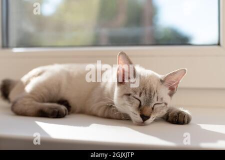 joli petit chaton qui dormait près de la fenêtre Banque D'Images