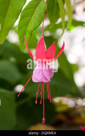 Plante rouge et magenta florissante 'Fuchsia' sp. Poussant dans le jardin d'origine dans les collines d'Adélaïde en Australie méridionale Banque D'Images