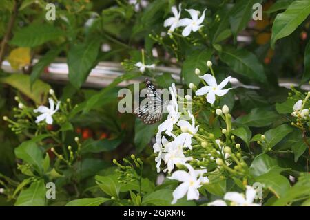 Une vue sur le jasmin (Jasminum officinale) et un papillon de tigre vitreux (Parantica aglea) Banque D'Images