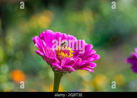 une abeille assise sur un gerbera rose Banque D'Images