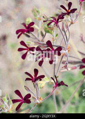 Petites fleurs cramoisi-noires de l'espèce sud-africaine sensible Pelargonium sidoides Banque D'Images