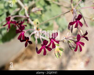 Petites fleurs cramoisi-noires de l'espèce sud-africaine sensible Pelargonium sidoides Banque D'Images