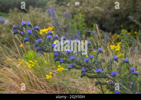 Le bugloss de Viper s'appelle également Blueweed (Echium vulgare) Banque D'Images