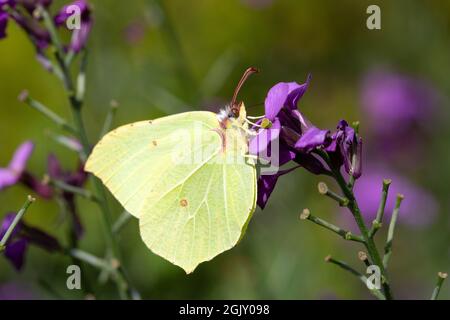 Homme adulte de papillon Brimstone commun (Gonepteryx rhamni) se nourrissant de Wallflower (Erysimum sp.) Banque D'Images