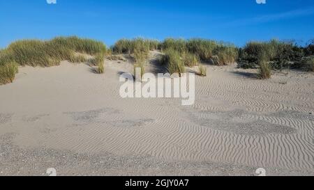 Dune de sable partiellement recouverte d'herbe de Marram; Hollande du Sud, pays-Bas Banque D'Images