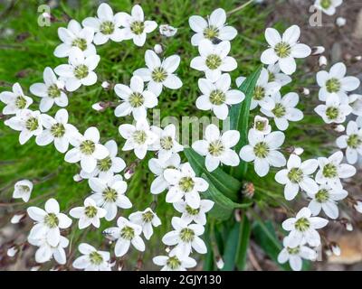 Minuartia verna (L.) Hiern. Moût de sable de printemps, petite fleur blanche qui pousse sur les cicatrices, dans des prairies courtes semi-ouvertes, dans des dépressions peu profondes remplies de sol o Banque D'Images