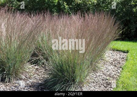 Schizachyrium scoparium 'MnblueA' bluegrass. Banque D'Images