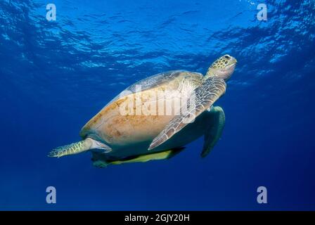 Tortue verte (Chelonia mydas) dans le bleu nageant à la surface à respirer Banque D'Images