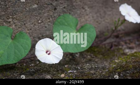 la fleur de lune aussi appelée vigne de lune ou fleur de gloire du matin blanc tropical, prise dans une faible profondeur de champ Banque D'Images