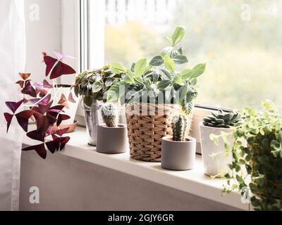 Divers plantes de maison herbacées, cactus et succulents dans des pots sur le seuil de fenêtre. Concept de la culture des plantes à la maison. Banque D'Images