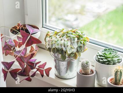 Divers plantes de maison herbacées, cactus et succulents dans des pots sur le seuil de fenêtre. Concept de la culture des plantes à la maison. Banque D'Images