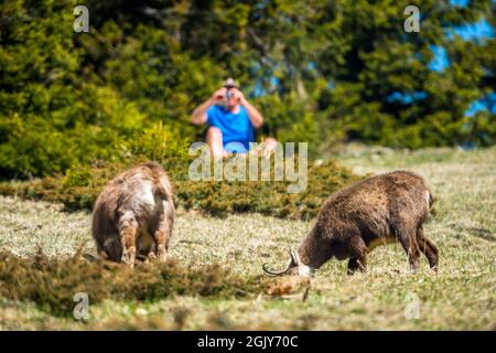 Chamois (Rupicapra rupicapra) dans un alpage de montagne, deux jeunes en face d'un homme Banque D'Images