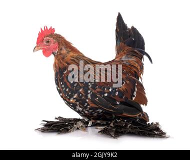 Démarré Bantam in front of white background Banque D'Images