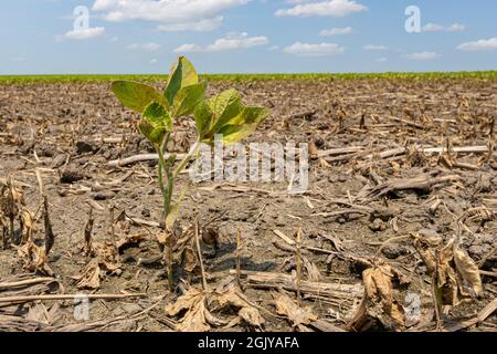 Dommages à la plante de soja dans le champ de ferme. Les inondations dans les champs, les dommages aux cultures et le concept d'assurance-récolte Banque D'Images