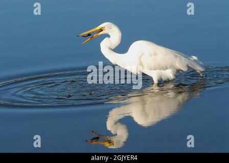 Un gros plan d'action remarquable d'une eau reflétait le Grand Egret blanc qui a jeté un poisson et l'attrape en plein air dans son bec. Banque D'Images