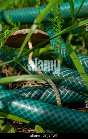 Un tuyau de jardin enroulé dans un cercle dans l'herbe verte, gros plan, mise au point sélective Banque D'Images